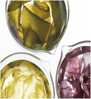 جلبک های تالگو