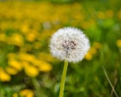 گل قاصدک از مواد تشکیل دهنده نوشیدنی سمزدای اکتیودیتوکس تالگو