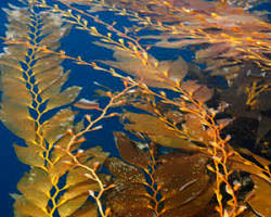 جلبک قهوه ای فوکوس از مواد تشکیل دهنده نوشیدنی سمزدای اکتیودیتوکس تالگو