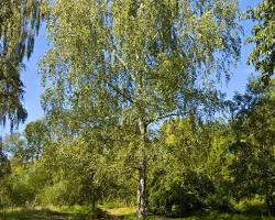 درخت توس از مواد تشکیل دهنده نوشیدنی سمزدای اکتیودیتوکس تالگو